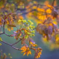 **** :: Елизавета .