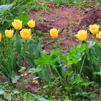 Жёлтые тюльпаны :: Андрей Снегерёв