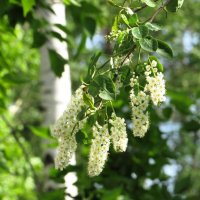 Весна :: Лариса С.