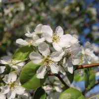 Груша в цвету :: Евгения Каравашкина