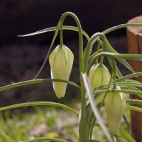 Весенние цветы :: Сергей Швечков