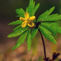 *** :: Виталий Емельянов