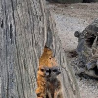 Семейка :: Юрий. Шмаков