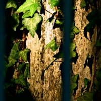 Весенние зарисовки 135 :: Алексей Кузнецов