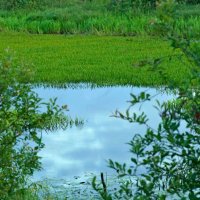 Заливные луга :: Сергей Швечков