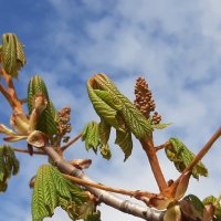 Каштан :: Наталья Герасимова Каштан :: Наталья Герасимова