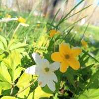 Ветреница :: Сапсан 