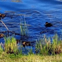 Утята :: Сапсан 