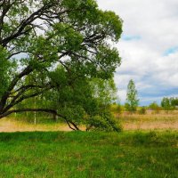 Ива, похожая на веер (репортаж из поездок по области). :: Милешкин Владимир Алексеевич Ива, похожая на веер (репортаж из поездок по области). :: Милешкин Владимир Алексеевич