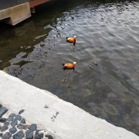 Первые птенцы этого года на Гольяновском пруду :: Андрей Лукьянов