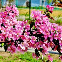 Цветёт розовая яблоня. :: Восковых Анна Васильевна 