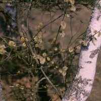 Котики :: Игорь Бухало