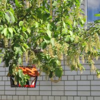 майская черёмуха :: Елена Шаламова