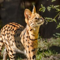 Сервал :: SanSan 