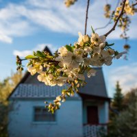 Майское утро :: Петр 