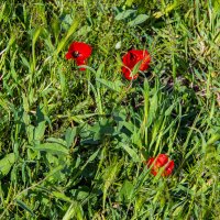 Травы, травы,... :: Анатолий Чикчирный