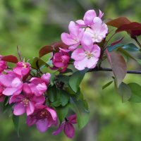 Весна в Ботаническом... :: Наташа *****