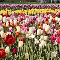 На тюльпановых полях. :: Валерия Комова