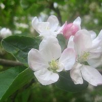 Яблоневый цвет :: Елена Семигина