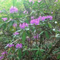 РОДОДЕНДРОНОВЫЙ РАЙ :: Tata Wolf