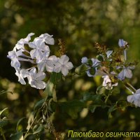 Цветы :: Oleg4618 Шутченко