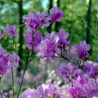 Рододендрон даурский :: Мишель71 