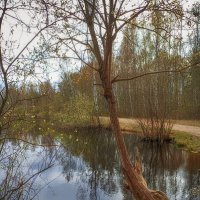 Парк Сосновка. Весна. :: Лилия *