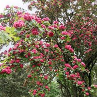 Боярышник :: Екатерина Филипенко