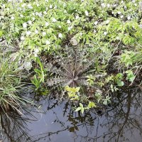 Кочки-цветочки :: Наталья Герасимова