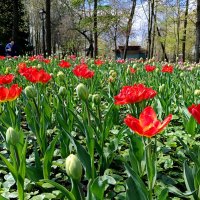 Цветущий май... :: Мария Васильева