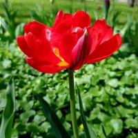 Яркий :: Мария Васильева