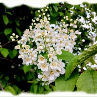 Черёмуха зацвела - холод закончился ☺ :: Лия ☼