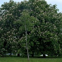 Каштан :: Лютый Дровосек Каштан :: Лютый Дровосек