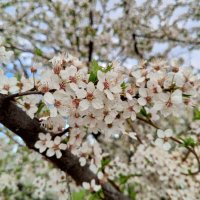 Алыча :: Сапсан 