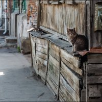 Кот домашний :: Александр Тарноградский