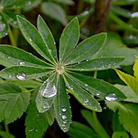 Капли. :: Михаил Столяров