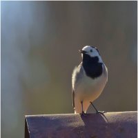 Под майским солнышком :: Валентин Котляров