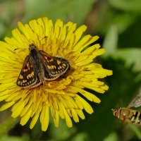 Бабочки, снятые сегодня  4 :: Александр Прокудин