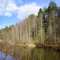 Токсово :: zavitok *