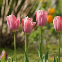 *** :: Иван Литвинов