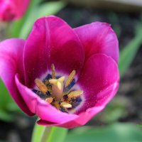 Неупиваемая чаша. :: Восковых Анна Васильевна 