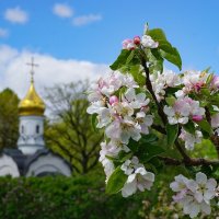 Яблоня в цвету :: Ольга 