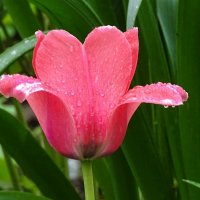 Цветы под дождём :: Милешкин Владимир Алексеевич 