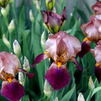 Ирисы. :: Восковых Анна Васильевна Ирисы. :: Восковых Анна Васильевна