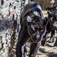 Чёрный ягуар :: SanSan 