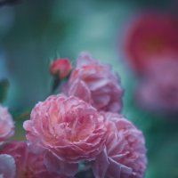 Маннингтон мав рамблер - сорт кустовых роз :: Дмитрий 