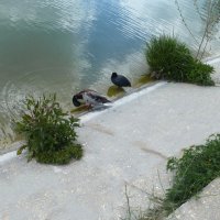 Мир животных :: Валентин Семчишин