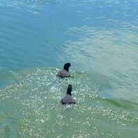 Погоня :: Валентин Семчишин