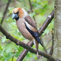 Дубонос :: Лина Дубонос :: Лина