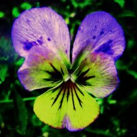 Красотка :: Людмила Смородинская